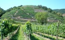 Besichtigung und Verkostung in den wunderbaren Weinbergen der Wachau