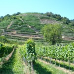 Wunderbare Weinberge in der Wachau