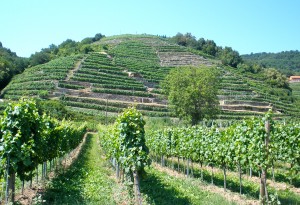 Wunderbare Weinberge in der Wachau